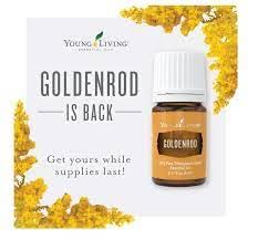 Young Living Goldenrod — huile de massage légère idéale pour une détente ciblée