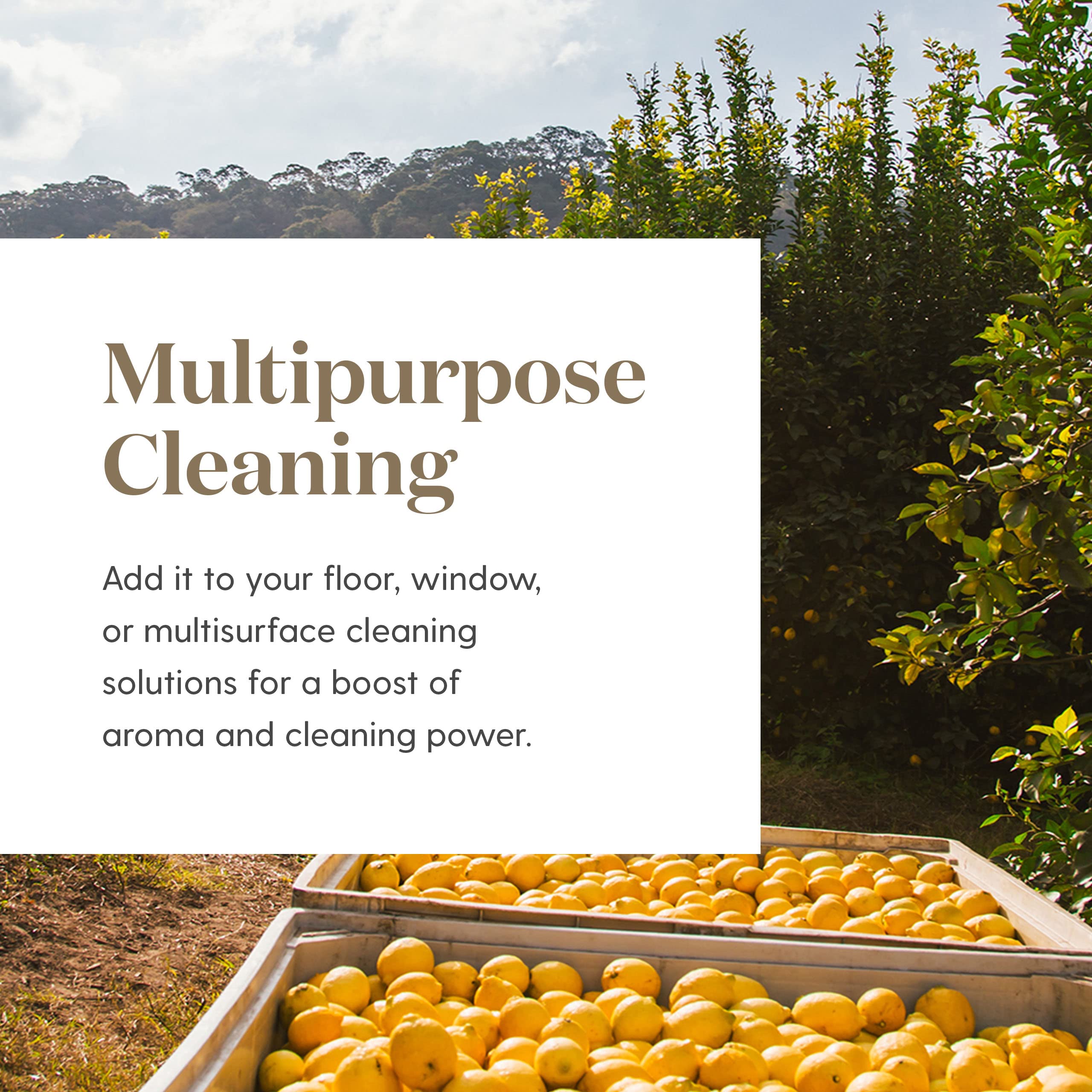 Young Living Citron soin-peau, ajout subtil pour une peau éclatante naturellement.