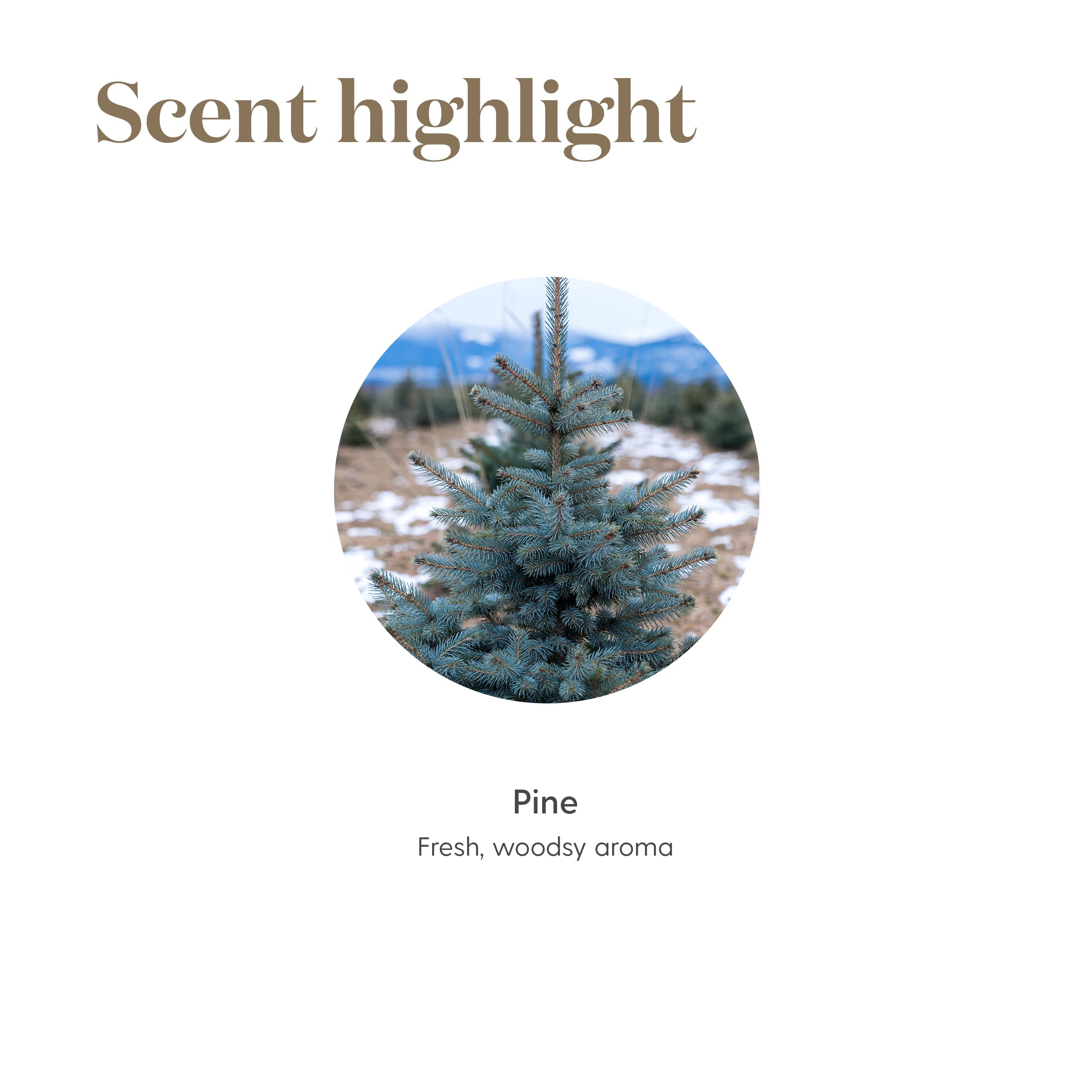 Arôme pin frais: huile Pine Young Living qui rafraîchit votre intérieur.