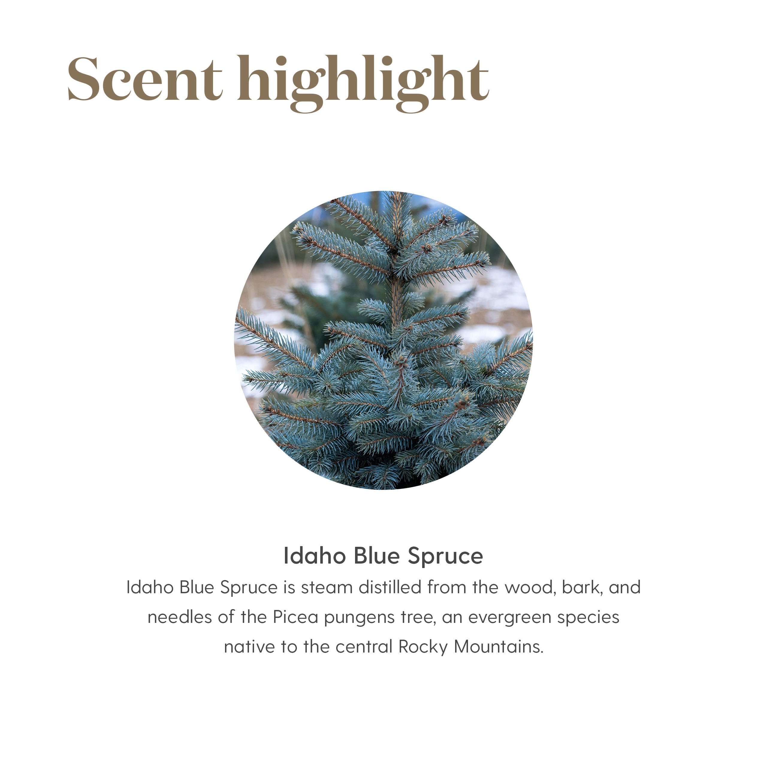 Qualité thérapeutique de l huile Idaho Blue Spruce pour aromathérapie domestique.