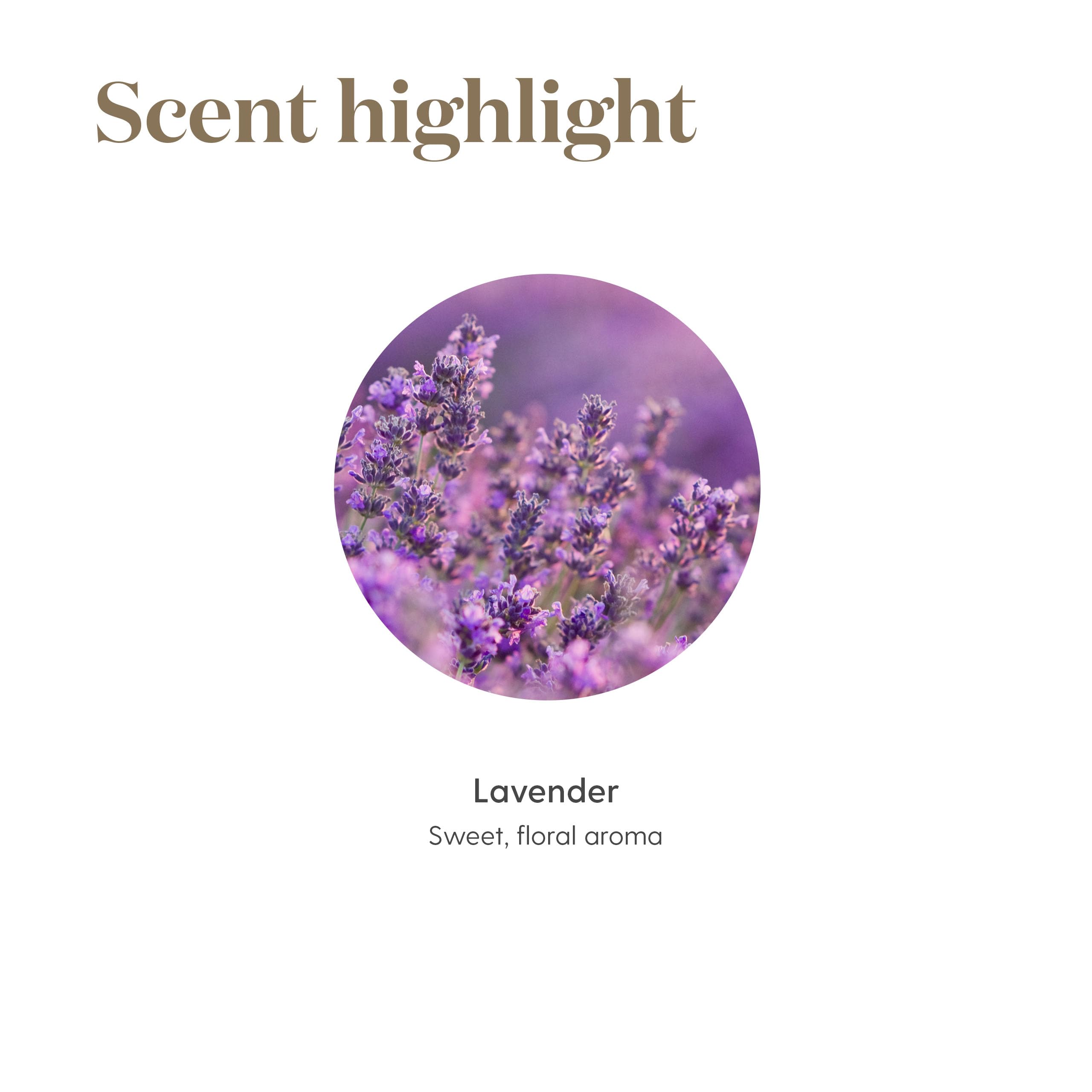 Lavande Young Living 5ml, routine détente avec parfum apaisant et moment zen.