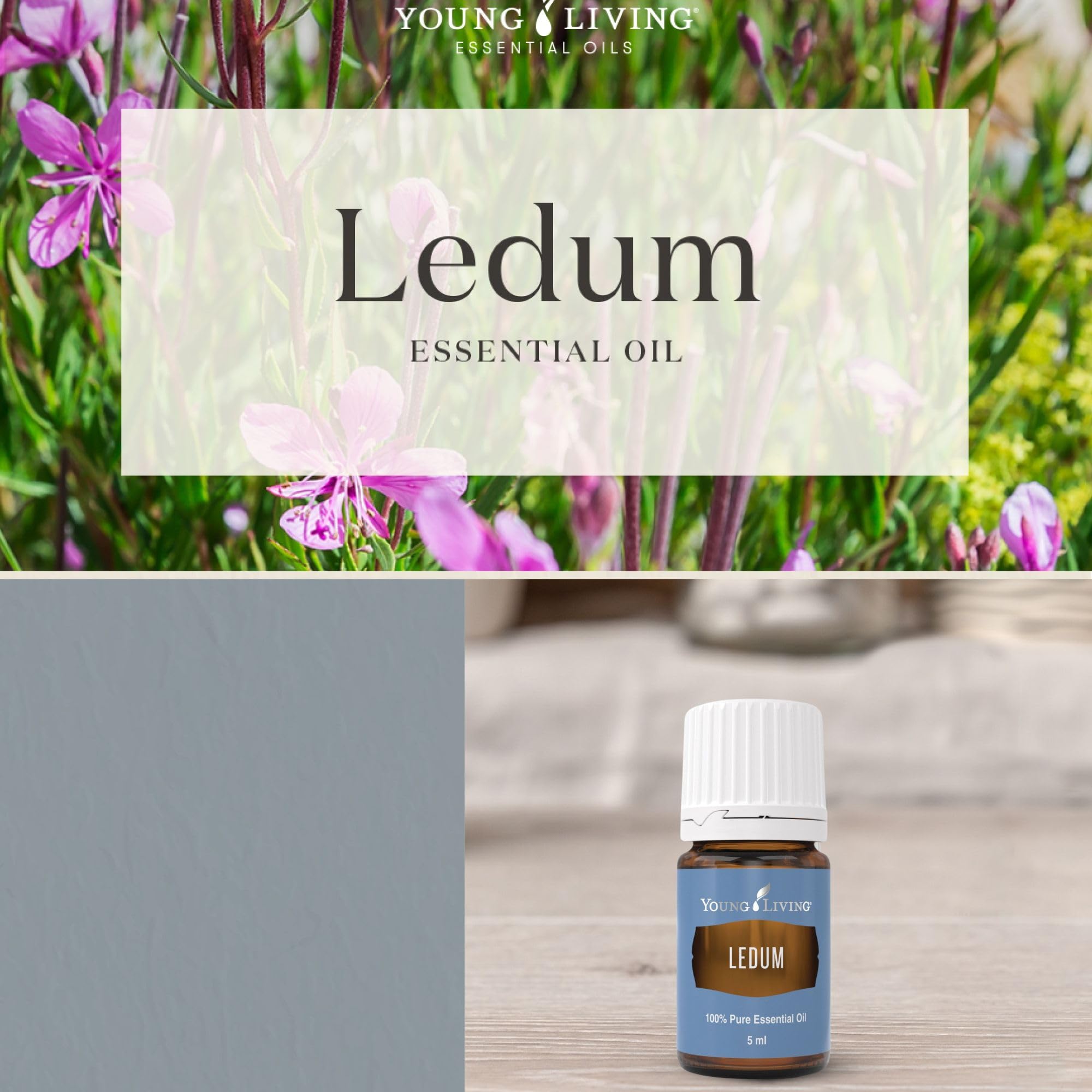 Ledum Premium Young Living pour ambiance méditative et harmonisante.