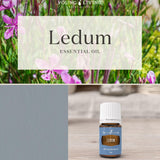 Ledum Premium Young Living pour ambiance méditative et harmonisante.