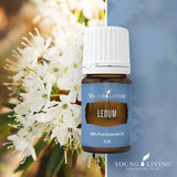 Aromathérapie Ledum Premium Young Living pour équilibre.