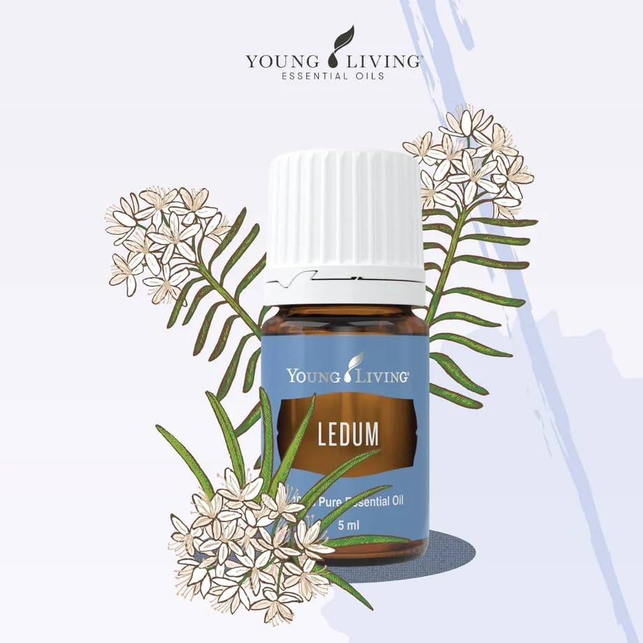 Ledum Premium de Young Living en diffuseur, ambiance apaisante.