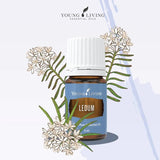 Ledum Premium de Young Living en diffuseur, ambiance apaisante.