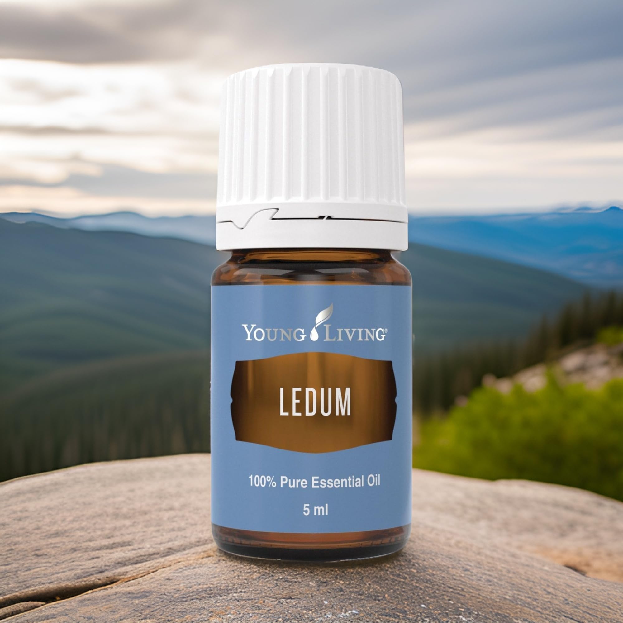 Huile Ledum Premium Young Living pour massage et rituel bien-être.