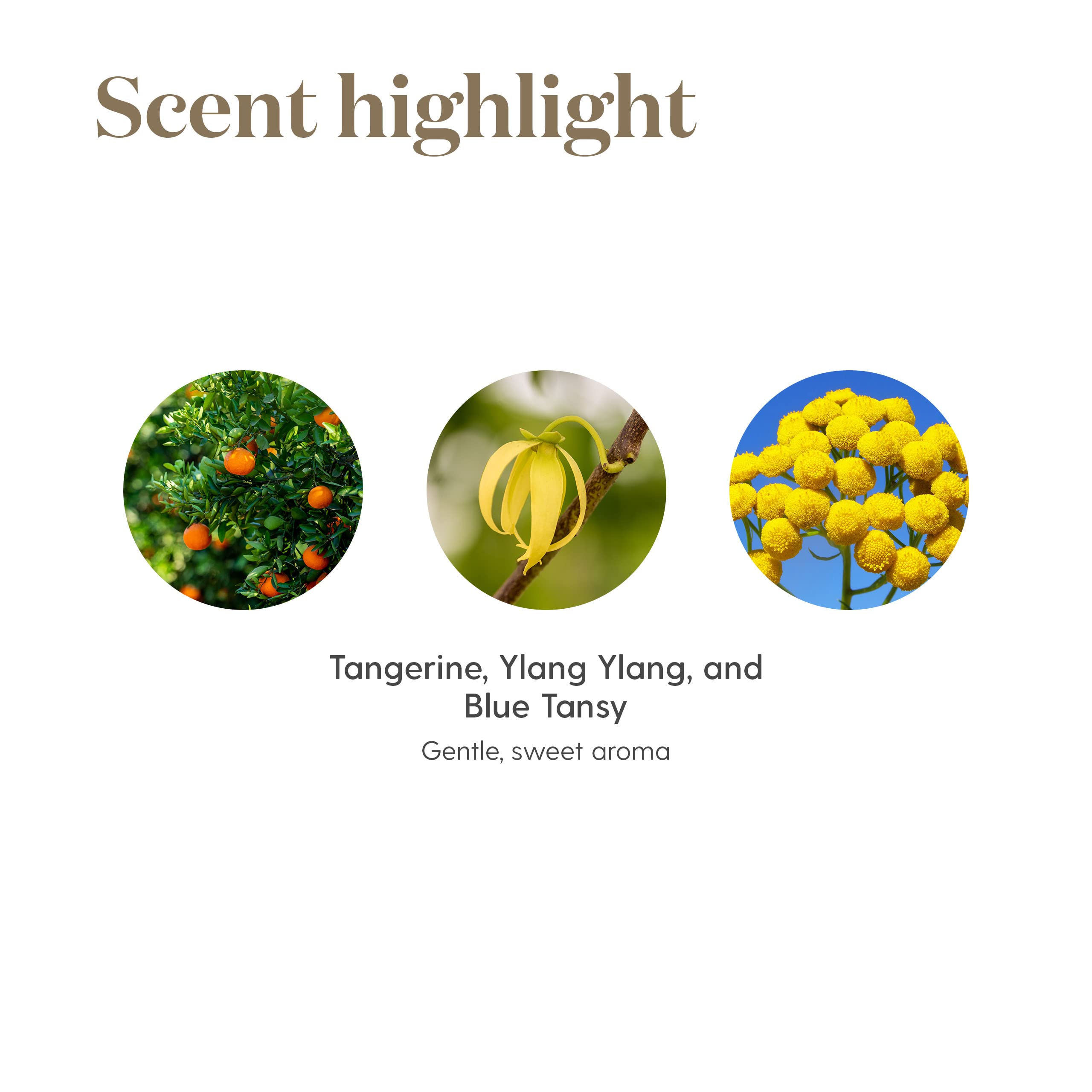 Young Living Paix et Calme, diffusion aromathérapie idéale pour méditation.