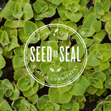 Young Living MultiGreens, utilisation quotidienne simple pour soutenir votre énergie