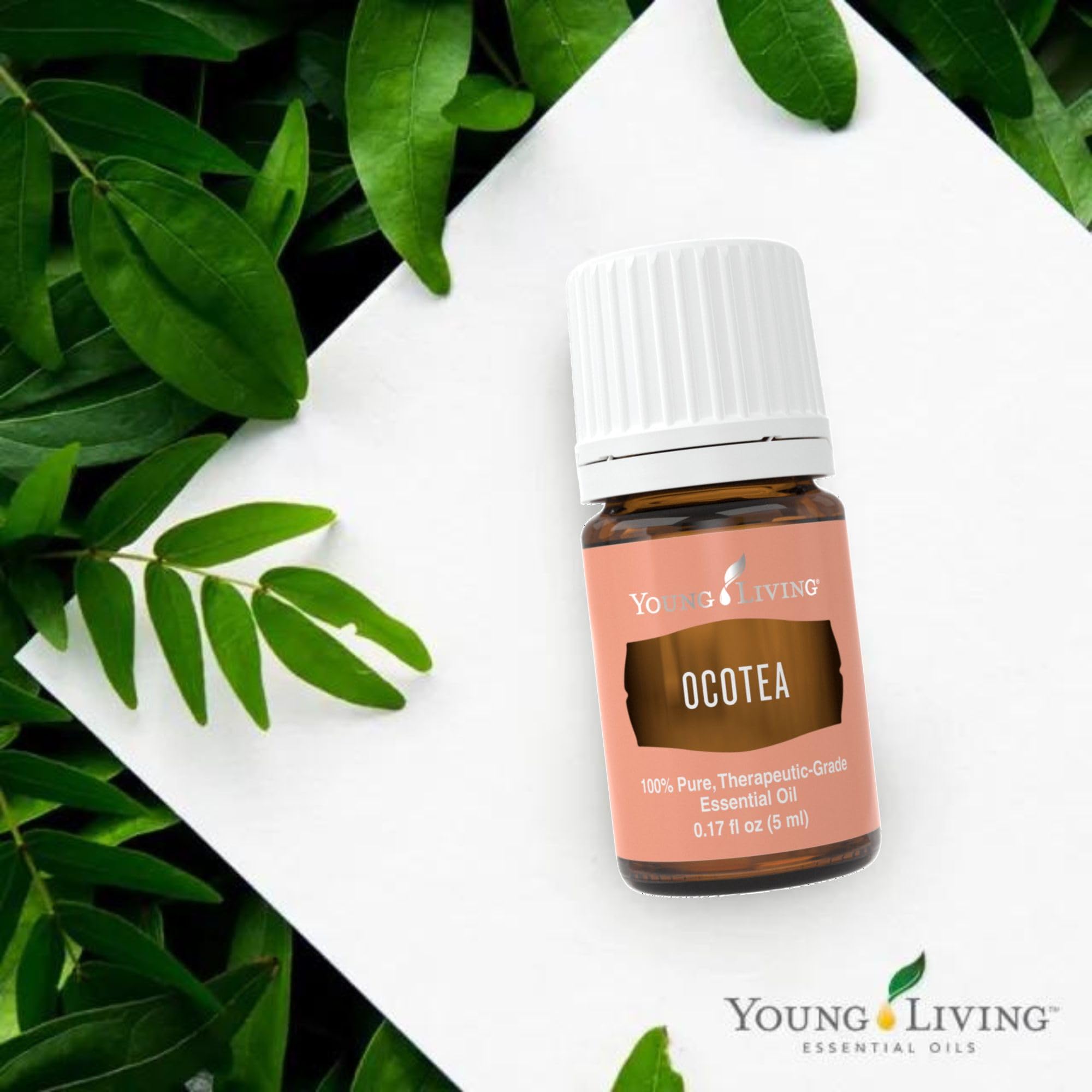 Ocotea Young Living : arôme chaud et épicé pour une ambiance apaisante