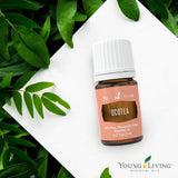 Ocotea Young Living : arôme chaud et épicé pour une ambiance apaisante