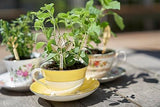 Emballage et etiquette clairs pour l'huile d'origan Young Living.