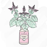 Note terreuse Patchouli Young Living, expérience sensorielle apaisante.