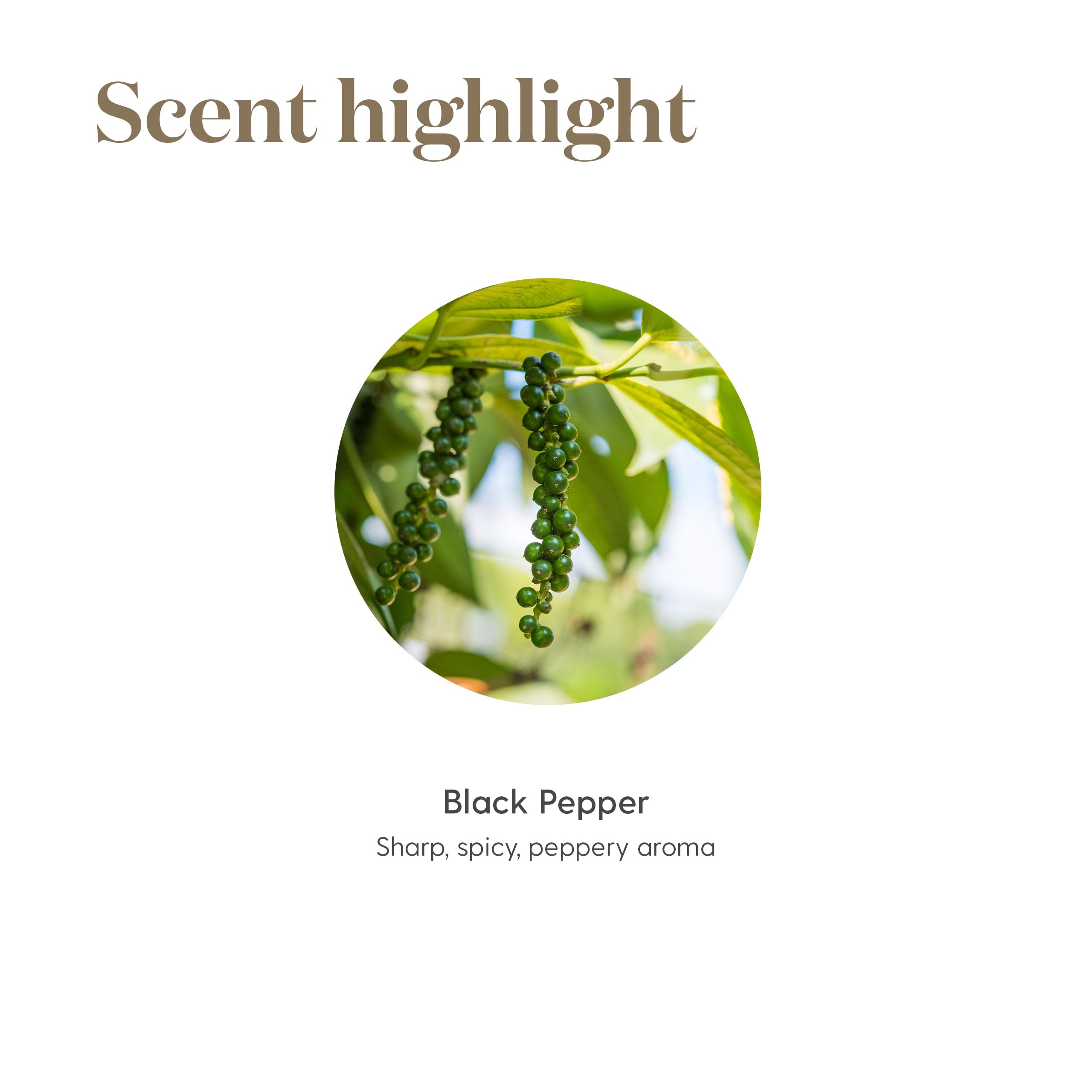 Young Living Poivre Noir Vitality – flacon élégant pour épicer vos plats favoris