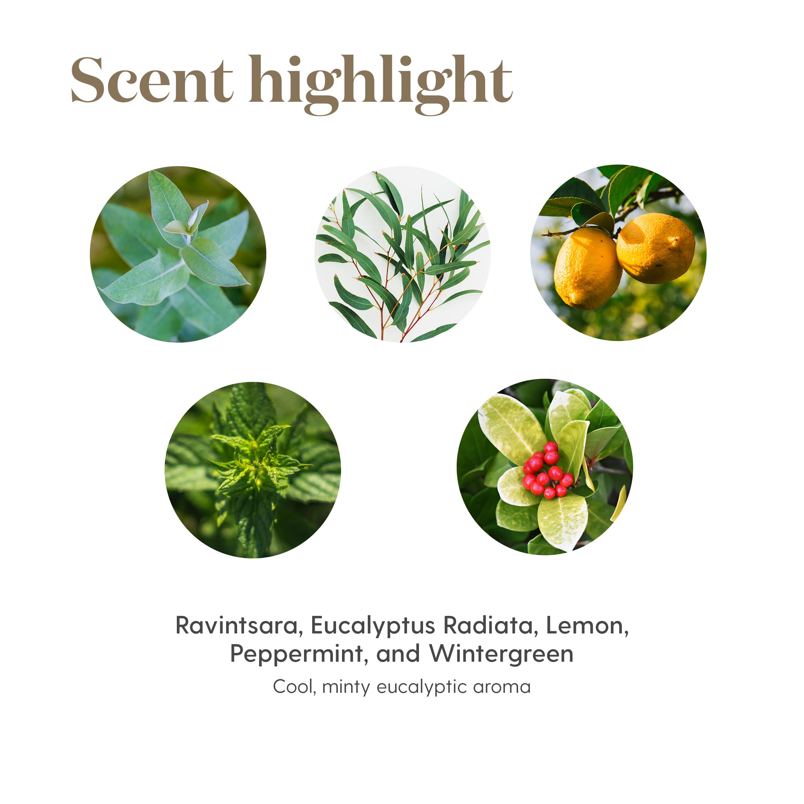 Young Living Raven - emballage compact pour le voyage et le bureau.