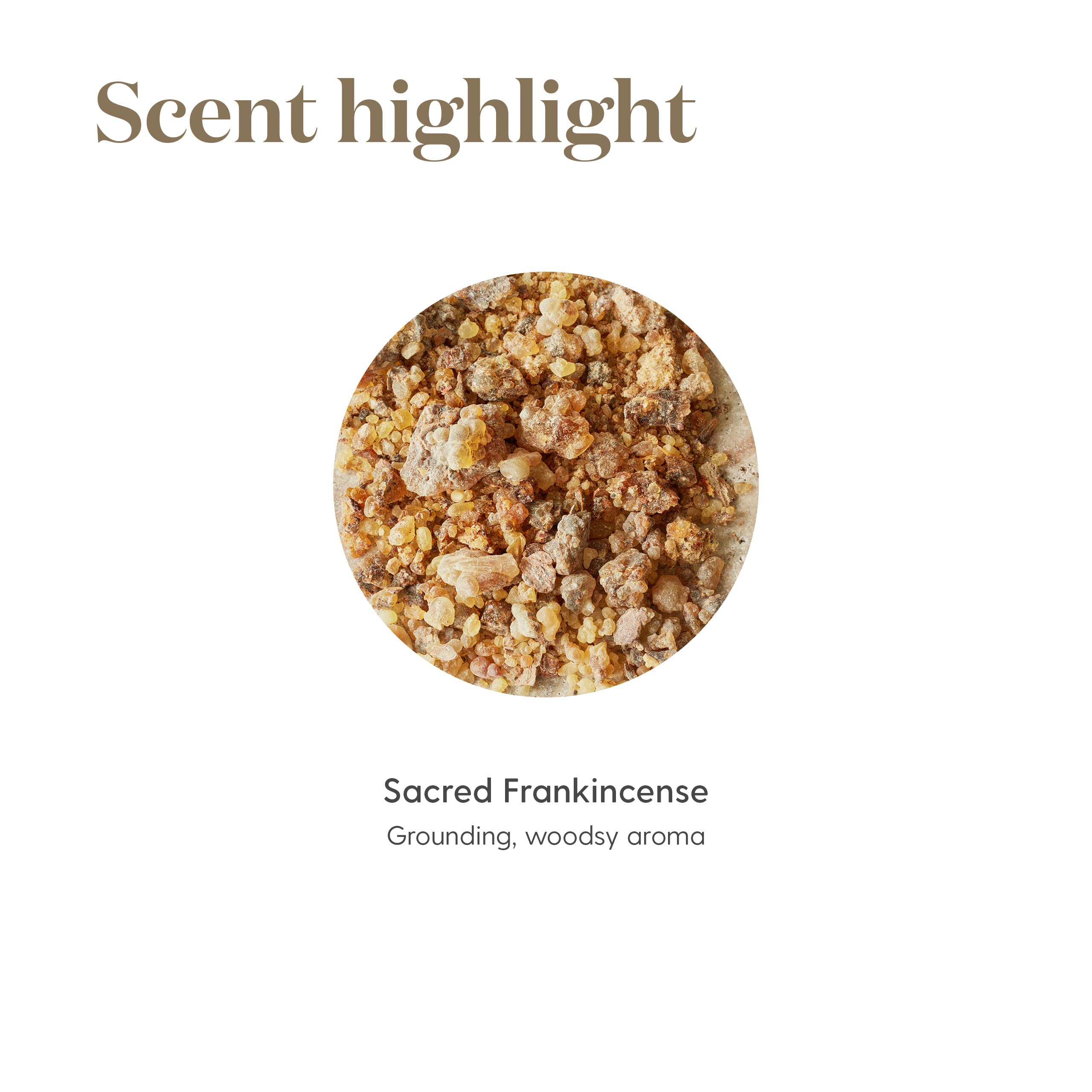Young Living Sacred Frankincense, outil pour rituels quotidiens et moments de calme.