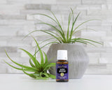 Diffuseur avec Sacred Mountain pour une ambiance calme dans votre espace.