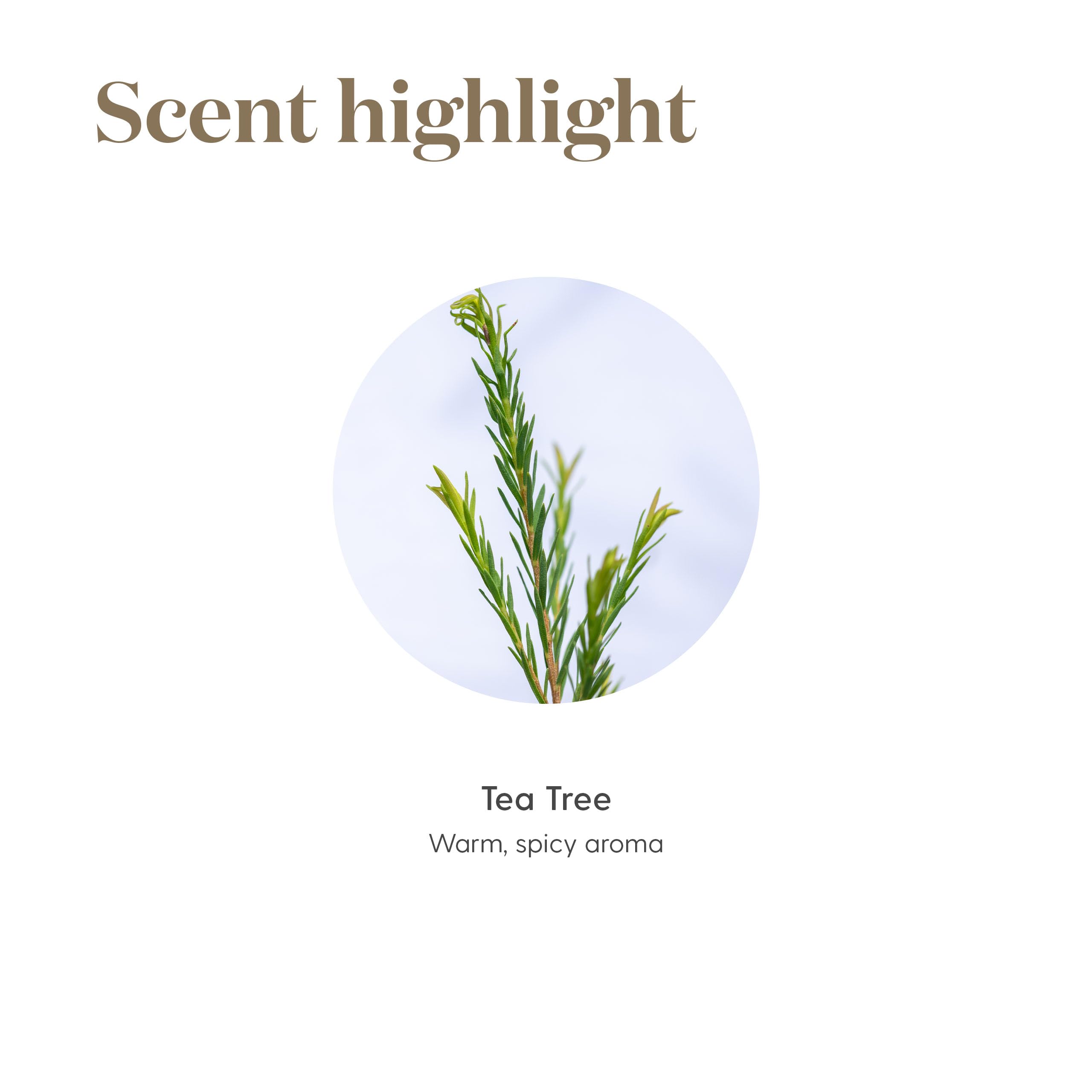 Young Living Tea Tree, massage dilué pour relaxation et bien-être.