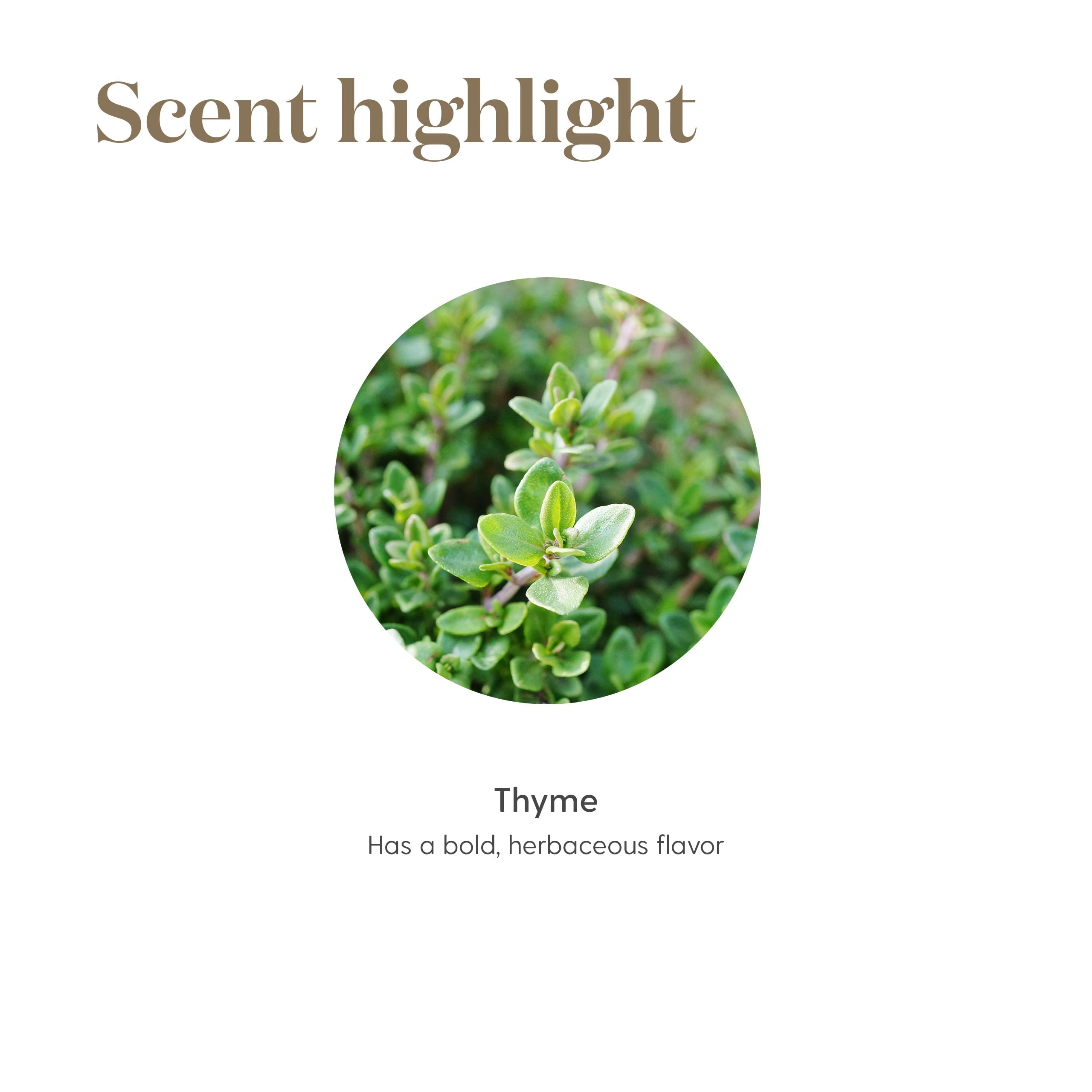 Young Living Thym huile essentielle, flacon pratique pour les soins aromatiques quotidiens.