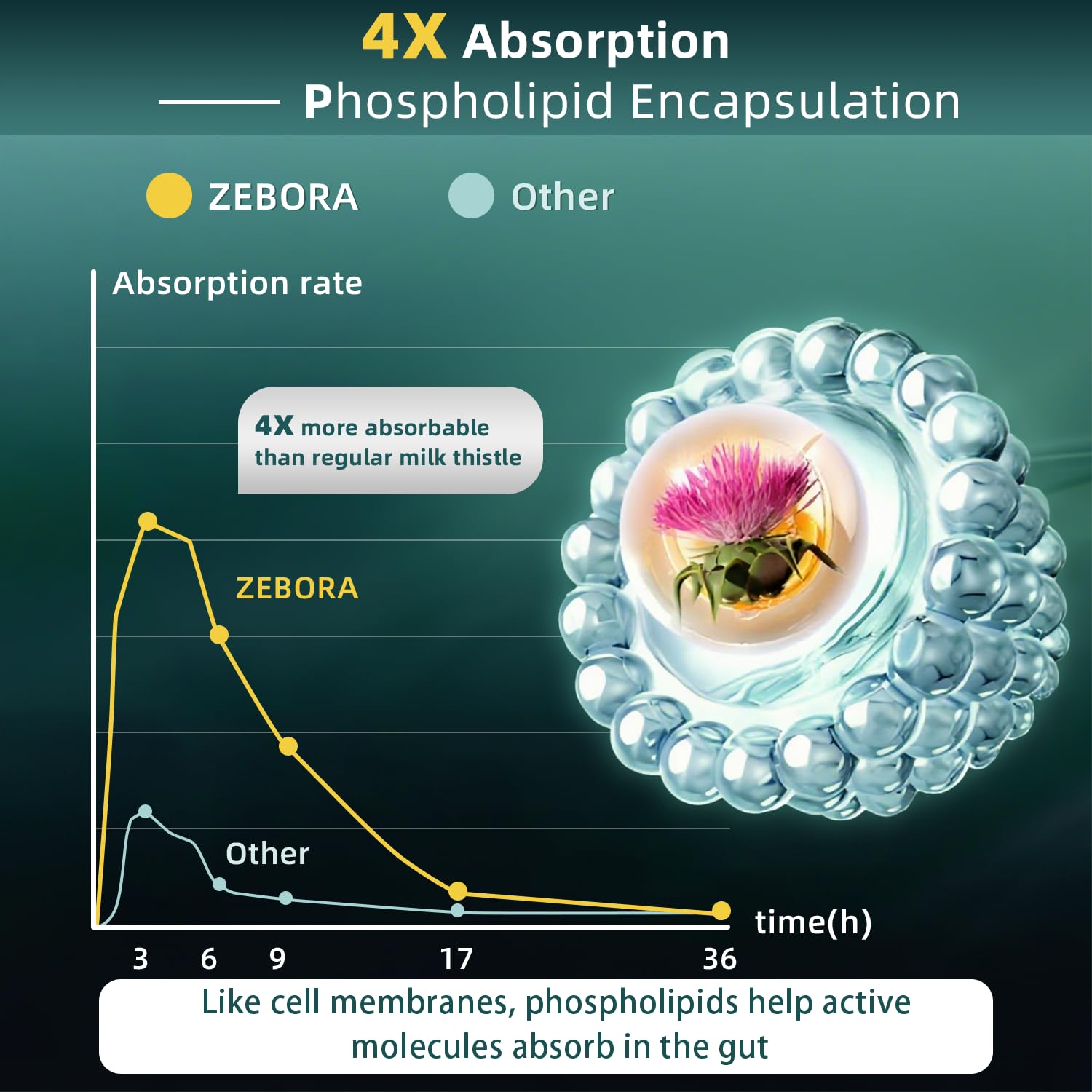 ZEBORA chardon-marie - extrait 450 mg dans une présentation facile à avaler.
