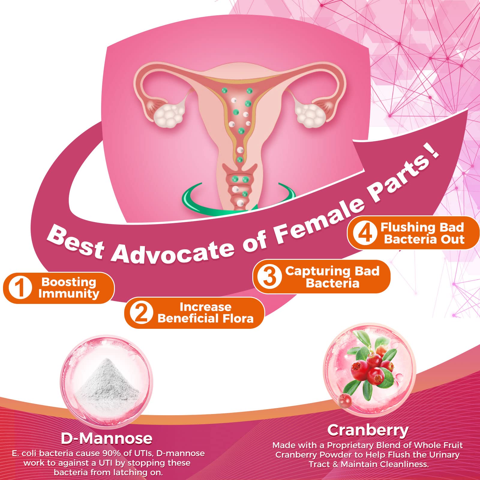 Extrait de cranberry et D-mannose dans Zebora Probiotiques, soutien potentiel à la santé féminine.