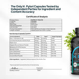 Zenmen H. Pylori Support – liste d'ingrédients détaillée et transparente.