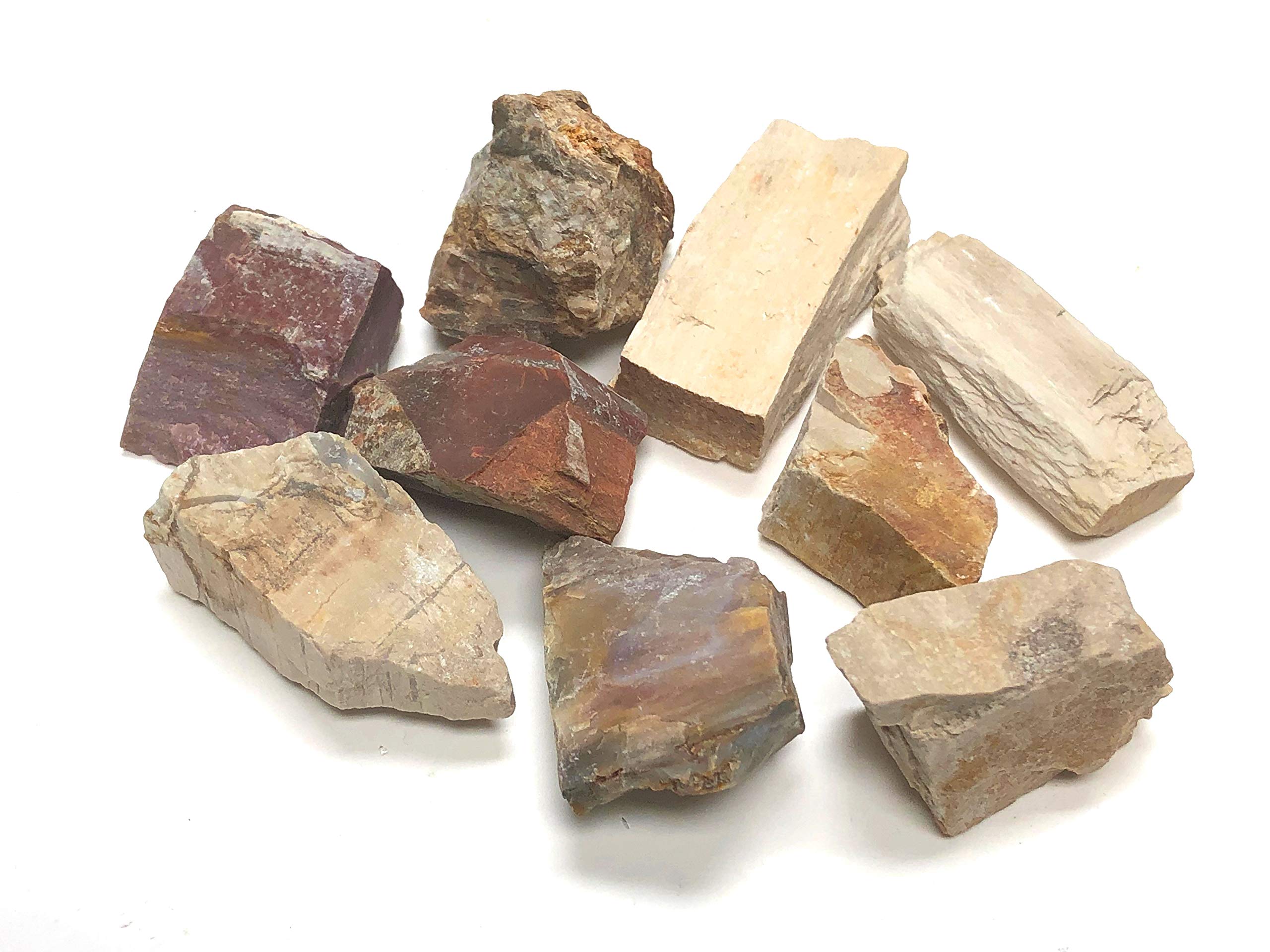 Zentron Crystal Collection – gros plan sur bois petrifie, parfait pour polissage et étude des gemmes
